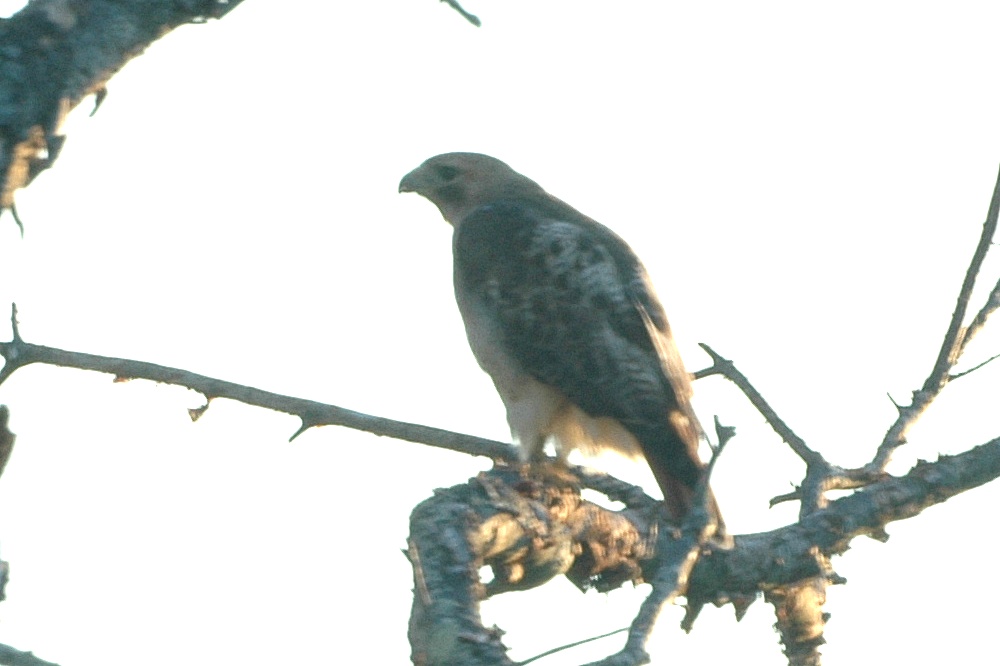 red-tailed-hawk