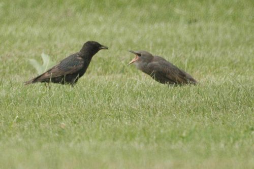 starling